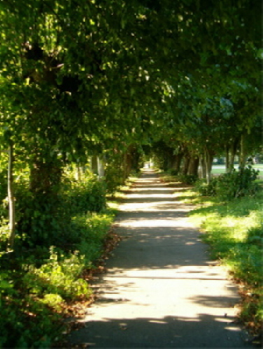 Lime Avenue July 2004